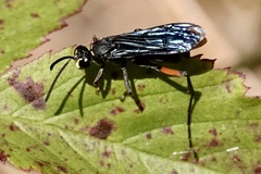 Ceropales bipunctata
