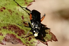 Ceropales bipunctata