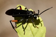 Ceropales bipunctata