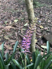 Aechmea gamosepala