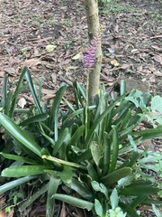Aechmea gamosepala