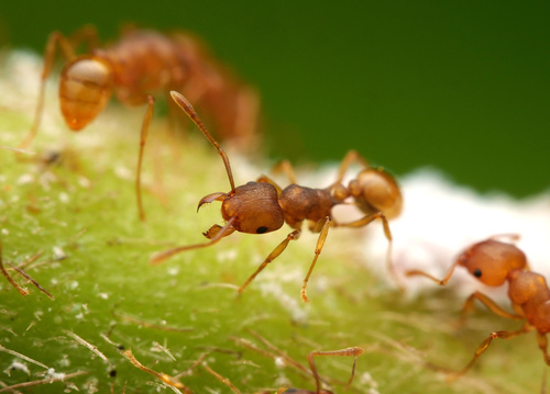 Tetramorium melleumTetramorium melleum
