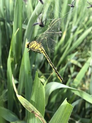 Gomphus pulchellus