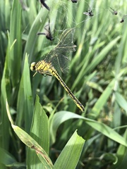 Gomphus pulchellus