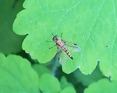 Chrysopilus asiliformis