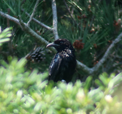 Dicrurus hottentottus