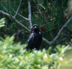 Dicrurus hottentottus