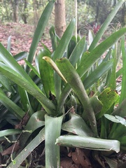 Aechmea gamosepala