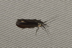 Coleophora deauratella