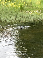 Fulica atra