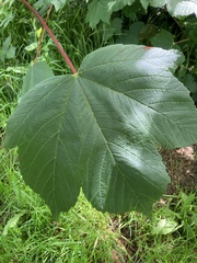 Acer pseudoplatanus
