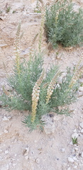 Reseda muricata
