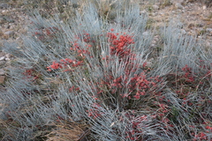 Ephedra intermedia