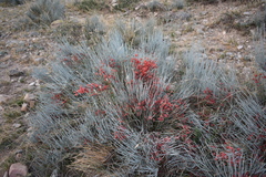 Ephedra intermedia
