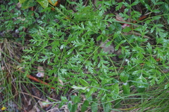 Ligusticum