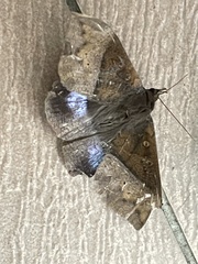 Lepidoptera