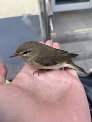 Phylloscopus trochilus
