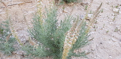 Reseda muricata