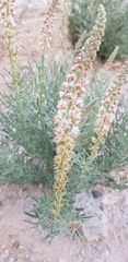 Reseda muricata