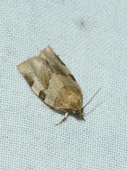 Choristoneura hebenstreitella