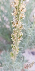 Reseda muricata