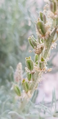 Reseda muricata