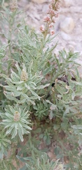 Reseda muricata