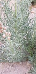 Reseda muricata