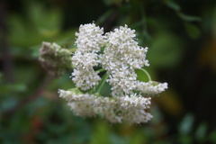 Ligusticum