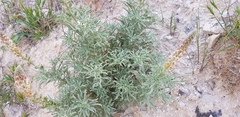Reseda muricata