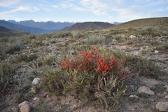 Ephedra intermedia