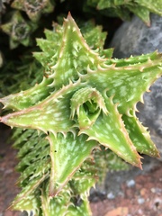 Aloe juvenna