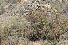 Berberis sphaerocarpa
