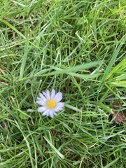Bellis perennis