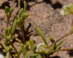 Microphyes litoralis