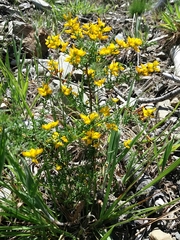 Genista triacanthos