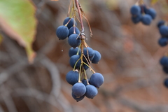 Berberis sphaerocarpa