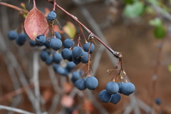 Berberis sphaerocarpa