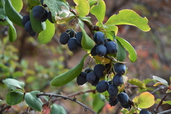 Berberis sphaerocarpa