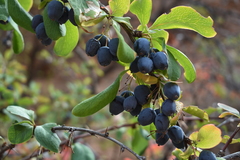 Berberis sphaerocarpa