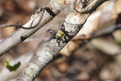 Laphria posticata