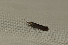 Coleophora deauratella