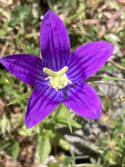 Campanula patula
