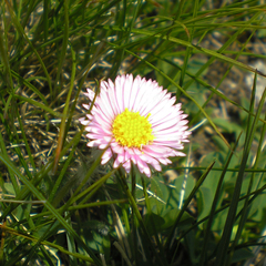 Erigeron uniflorus