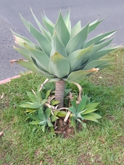 Agave attenuata