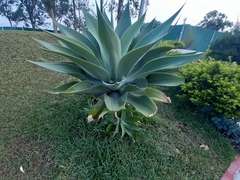Agave attenuata