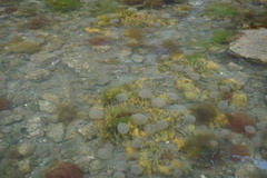 Abarenicola pacifica