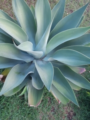 Agave attenuata