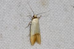 Tachystola stenoptera