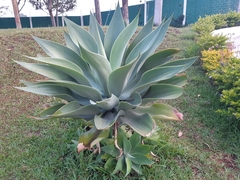 Agave attenuata